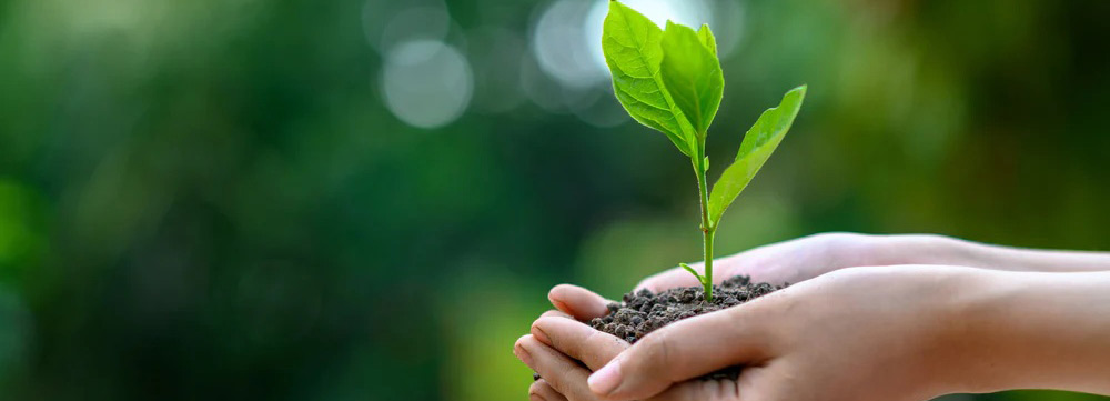 sustainability holding a plant