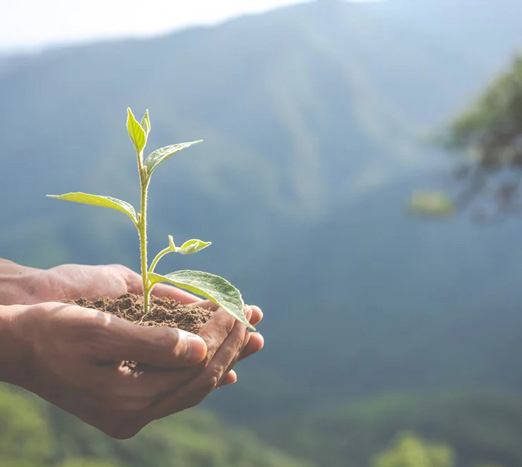 plant in hands