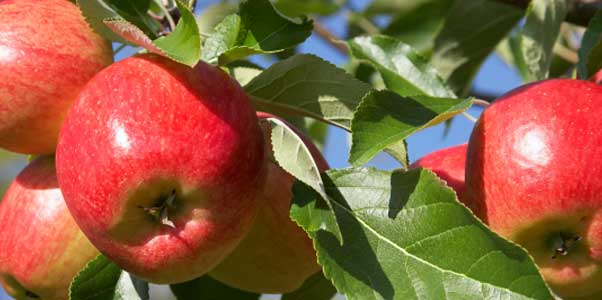 Aston Manor Brewery Banner